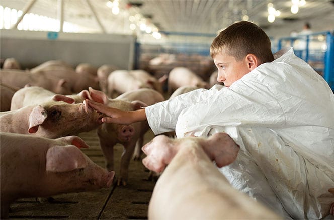 Pig Farmer - Animal Welfare