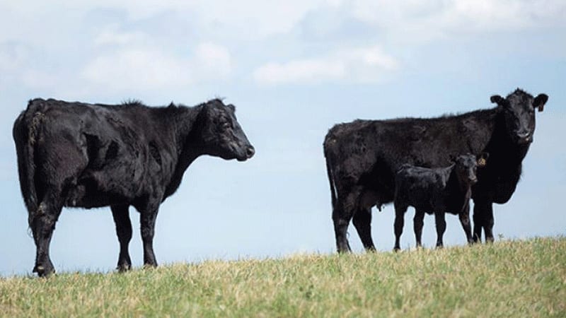 Tyson Foods First Meat Company to Join Cattle Traceability Program