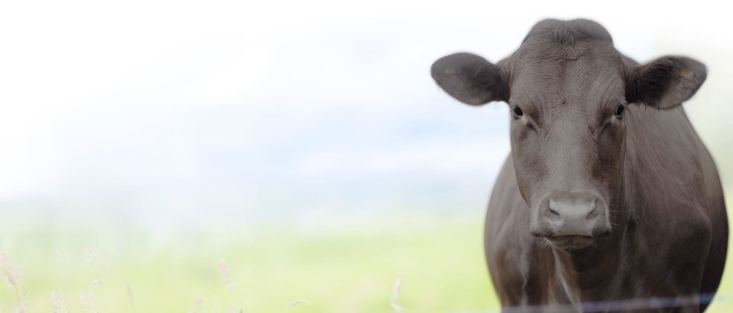 cowImage Cow looking directly at camera