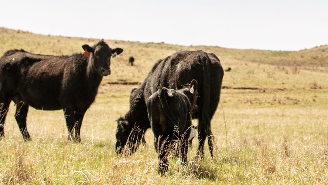 From Producer to Retailer — the Beef and Pork Journey