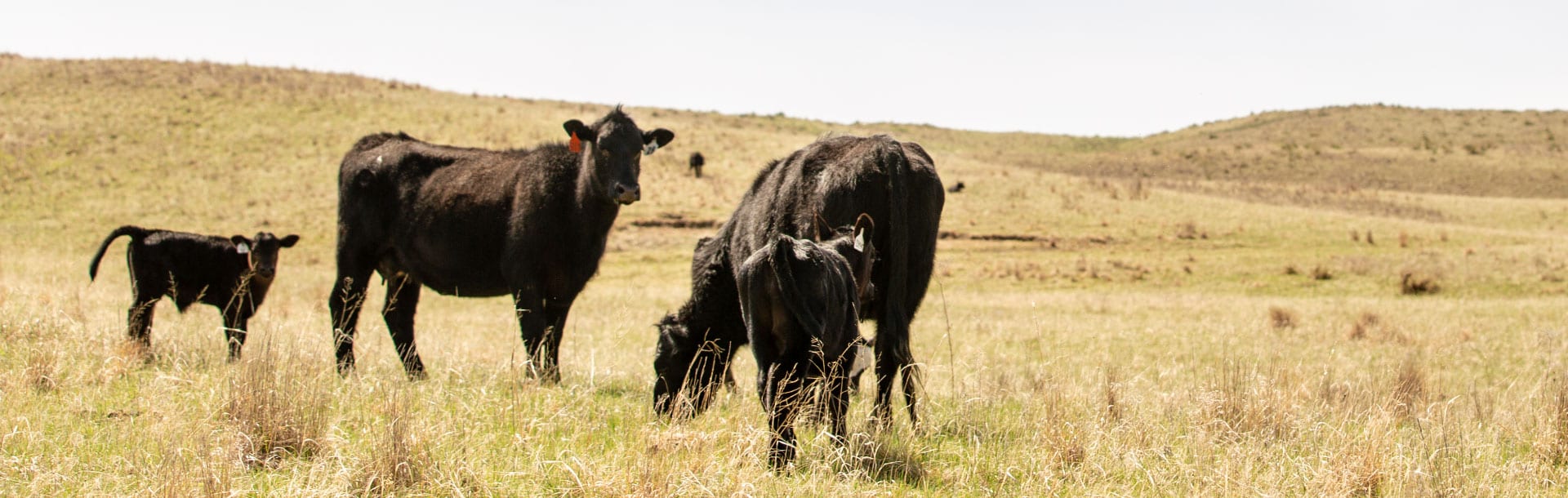 OP_DiscoverHeader_Image Open Prarie Brand Cows in Pasture