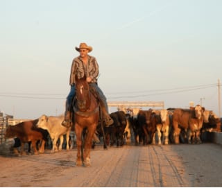 Mobile_Header1 Rancher leading cattle