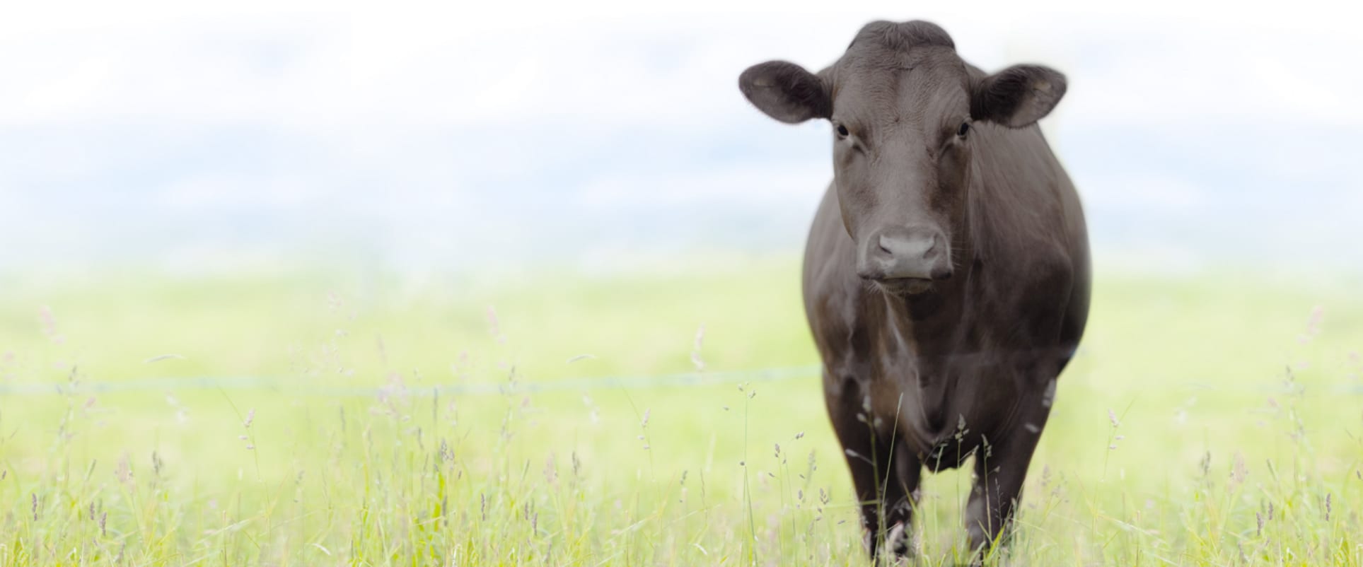FarmCheck - Cow in a field