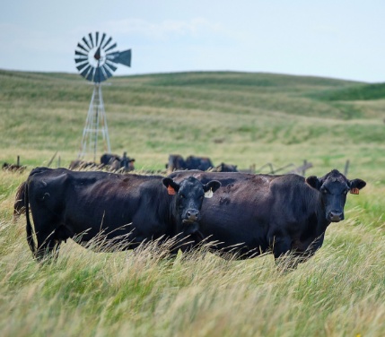 Angus cattle graze in a pasture in the United States of America 