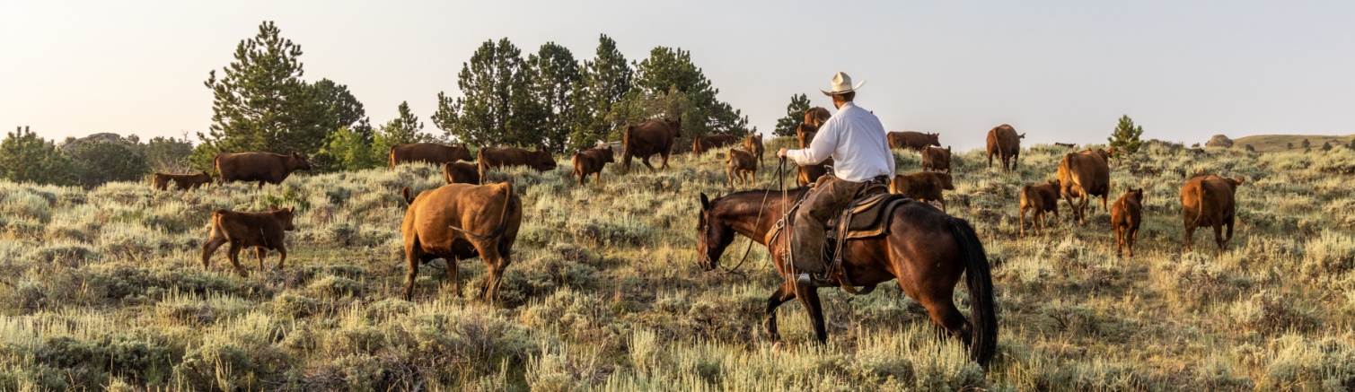 An American rancher on horseback moving cows and calves