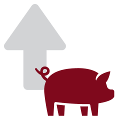 Pig growth icon